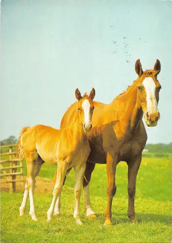 B98485 hannover germany horse chaveaux germany animaux