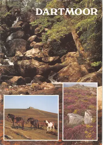 B102581 dartmoor horse becky falls bovey tracy uk