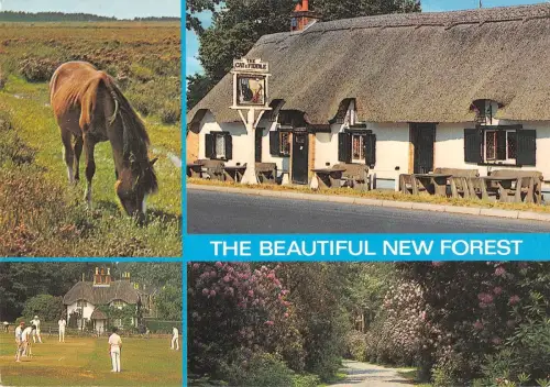 B97200 the beautiful view new forest horse uk