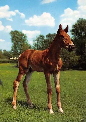 B98595 Pferd Chaveau Tiere Animaux