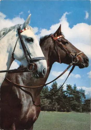 BR56466 Pferdechaveaux Animaux Tiere