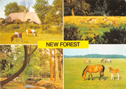 B102025 new forest horse uk