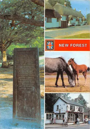 BR76111 new forest horse uk
