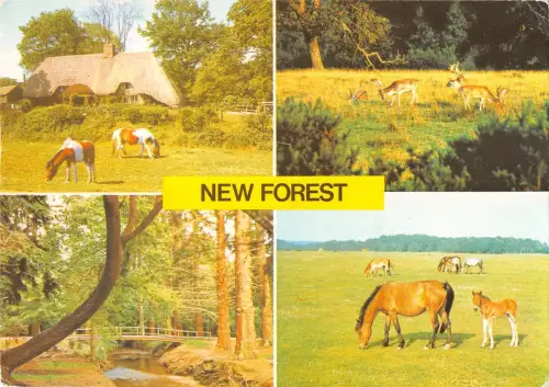B101742 new forest horse uk