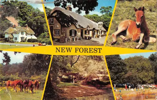 uk5961 New Forest uk horse
