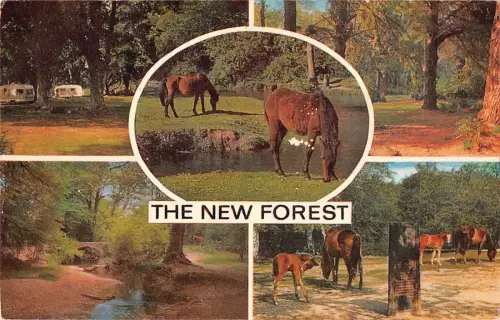 uk7885 new forest uk horse