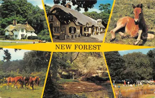 uk8529 new forest uk horse