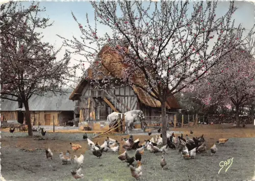 BR16308 La Normandie Reunion matinale oissons Vögel Pferd Chaveux Frankreich