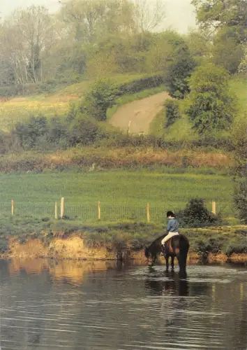 uk4428 wimborne minster horse uk