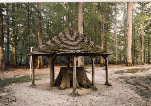 BF15593 foret de berge sarthe ancien chene boppe france front/back image