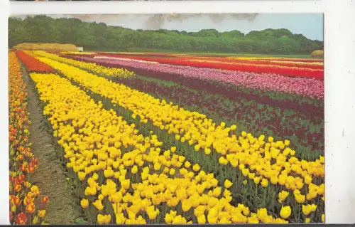 BF30017 Tulpenshow Vogelenzang Typen Niederlande Vorder-/Rückbild