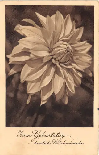 BG8878 Blume Geburtstagsgrüße Germany