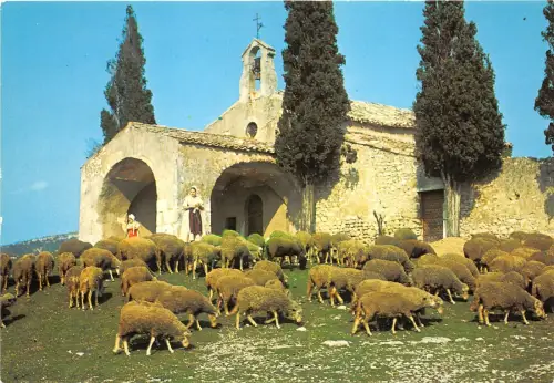 BF38504 Kapelle St Sixtine A Eygalieres Schaf Mouton Tier Animaux