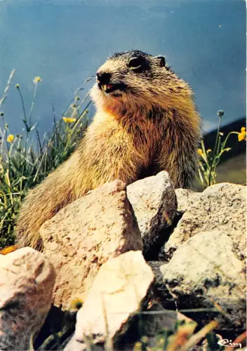 BF39360 Murmeltier Murmeltier Frankreich Tier Animaux