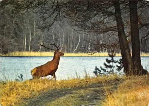 BF39228 Petit Barbier Cerf Hirsch Hirsch Tier Animaux