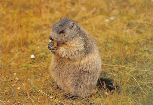 BF39359 Murmeltier Murmeltier Frankreich Tier Animaux