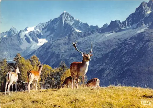 BF39207 Cerf Hirsch Frankreich Hirsch Tier Animaux