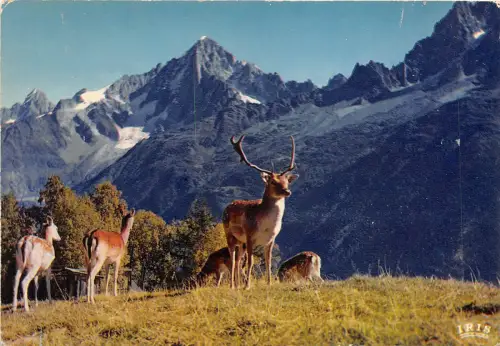 BF39208 Cerf Hirsch Frankreich Tier Animaux Hirsch