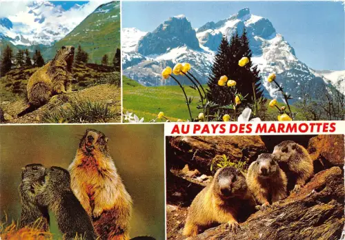 BF39362 Murmeltiere Murmeltier Frankreich Tier Animaux