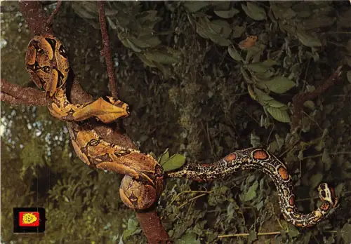 BF39502 Schlange Schlange Tier Animaux