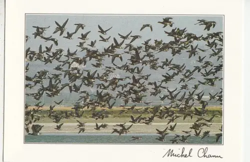 BF24804 les bernaches cravants les oises birds france front/back image