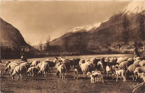 BF38473 trropeau au paturage les alpes sheep mouton animal animaux