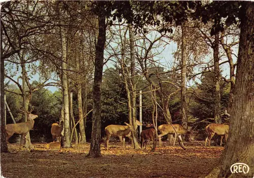 BF39210 Cerf Hirsch Frankreich Tier Animaux