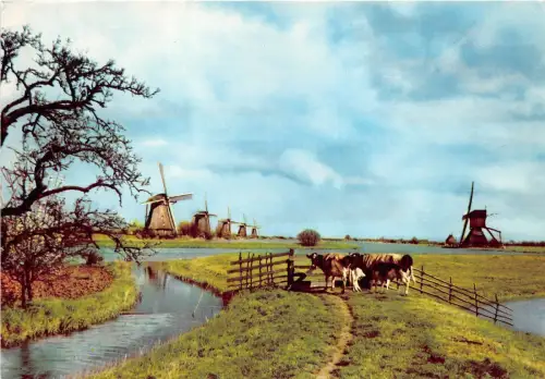 BF38536 Windmühle Kuh Vache Animal Animaux