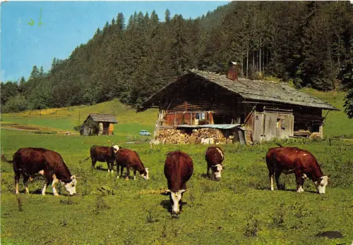 BF38542 troupeau en montagne Kuh vache Tier Animaux