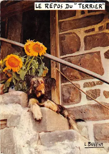 BF38652 le repos de terrier chien Hund Tier Animaux