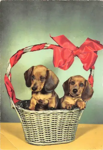 BF38654 Welpe Chien Hund Tier Animaux