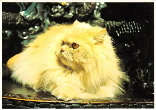BF38744 Persan Creme Katze Chat Tier Animaux