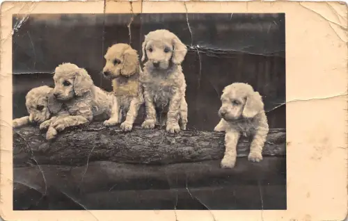 BF39508 Hund Chien Animal Animaux