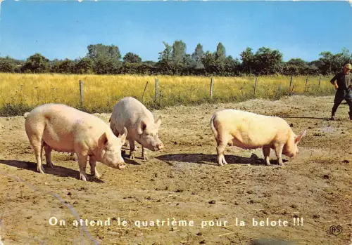 BF39461 Schwein Couchon Animal Animaux