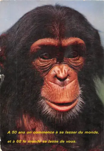 BF38562 Affe Singtier Animaux