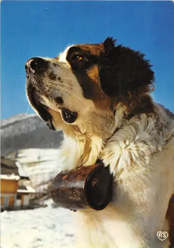 BF38659 Saint Bernard Sion des Cornettes Chien Hund Tier Animaux