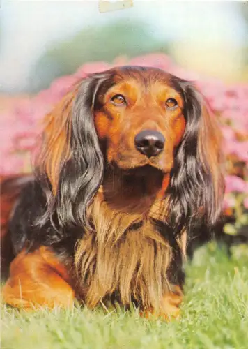 BF38637 Chien Hund Tier Animaux