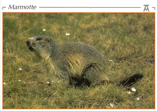 BF39371 Pyrenäen Frankreich Murmeltier Murmeltier Animaux