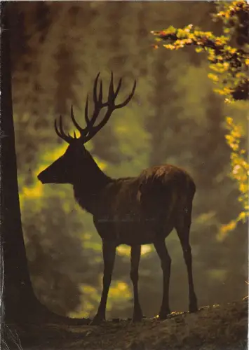 BF39215 Cerf Hirsch Tier Animaux