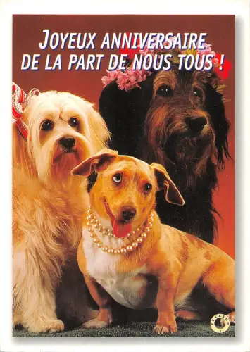 BT9197 Hund Chien Animal Animaux Yorkshire Terrier Teckel 1 Animal Animaux