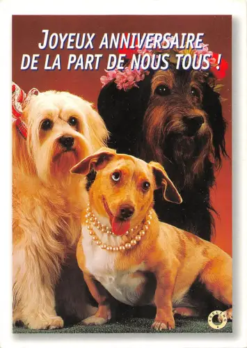 BT9184 Hund Chien Tier Animaux Yorkshire Terrier Teckel Tier 4