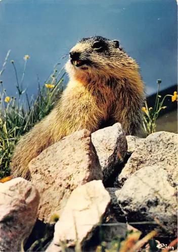BF39358 Murmeltier Murmeltier Frankreich Tier Animaux