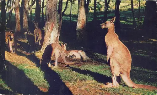 BG9458 australian kangaroos animaux australia