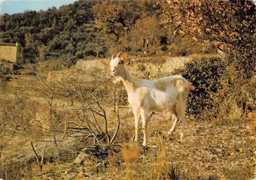 BT9244 chevre cevennoie Ziege Frankreich Tier Animaux