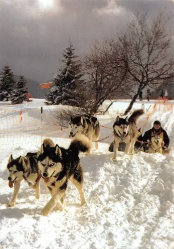 BT9261 Husky Club Francais des Chien nordiques France Hund Tier Animaux
