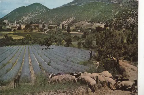 BF21664 moutons dans les lavandes sheep france front/back image