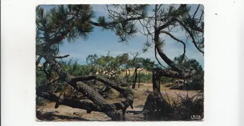 BF31886 foret des bords de l atlantique les pins lordus france front/back image
