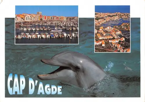 BT9228 cap d age dauphine delphin france animal animaux