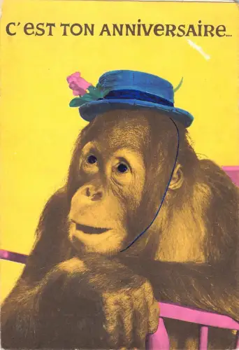 BT9206 cest ton anniversaire singe monkey with hat humanized animal animaux