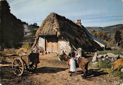 BR71904 Auvergne Esel Anne Tier Animaux Frankreich